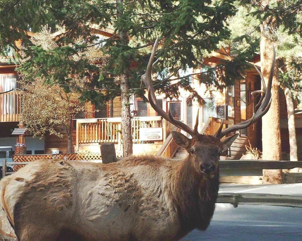 Hotel Streamside On Fall River à Estes Park Extérieur photo